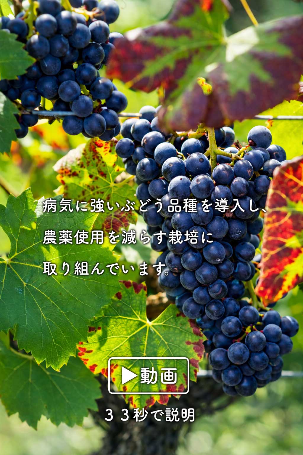 ①農薬使用低減 (PIWI)